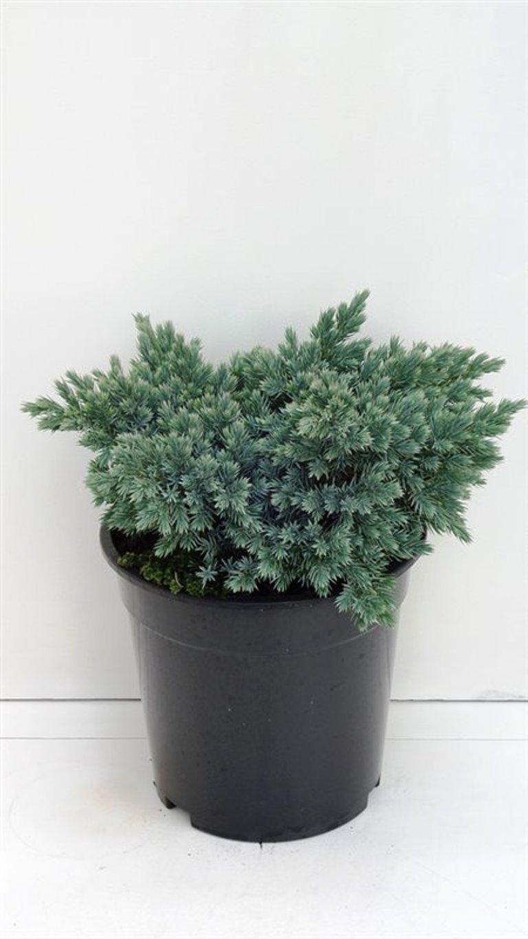 Juniperus squamata 'Blue Star' - C3 20-25 CM